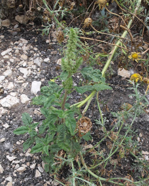 Amaranthus determinazione